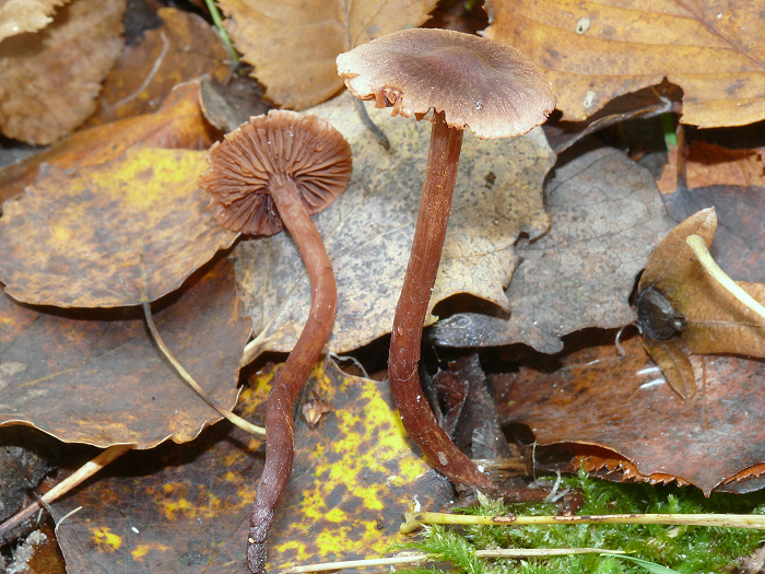 CortinariusAnthracinus aconf cc